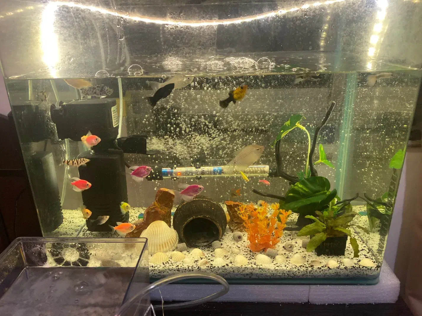 آکواریوم شیشه خم|ماهی|چالوس, |دیوار