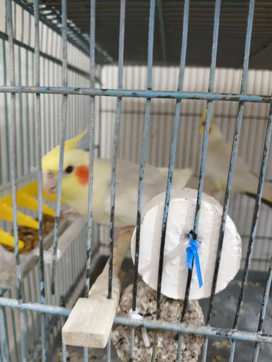 عروس هلندی جفت مولد تضمینی جفت خوب|پرنده|رزن, |دیوار