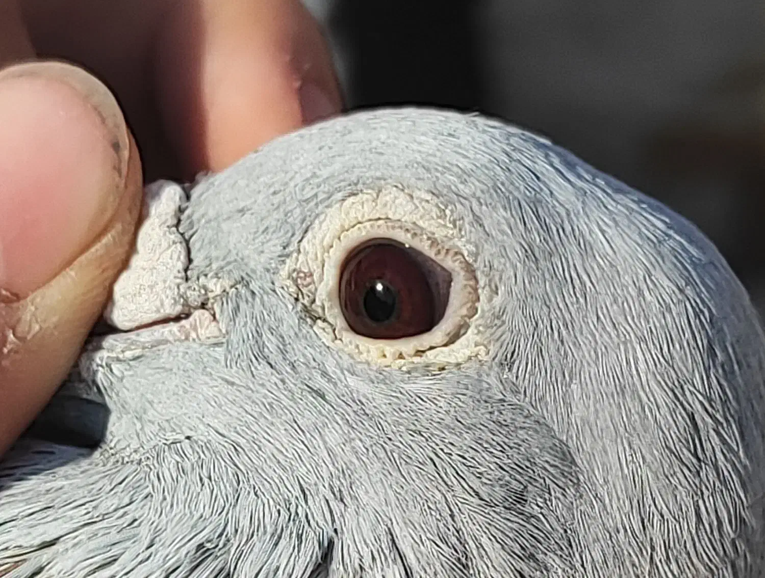 کفتر اغون مسافتی|پرنده|مشهد, ثامن|دیوار