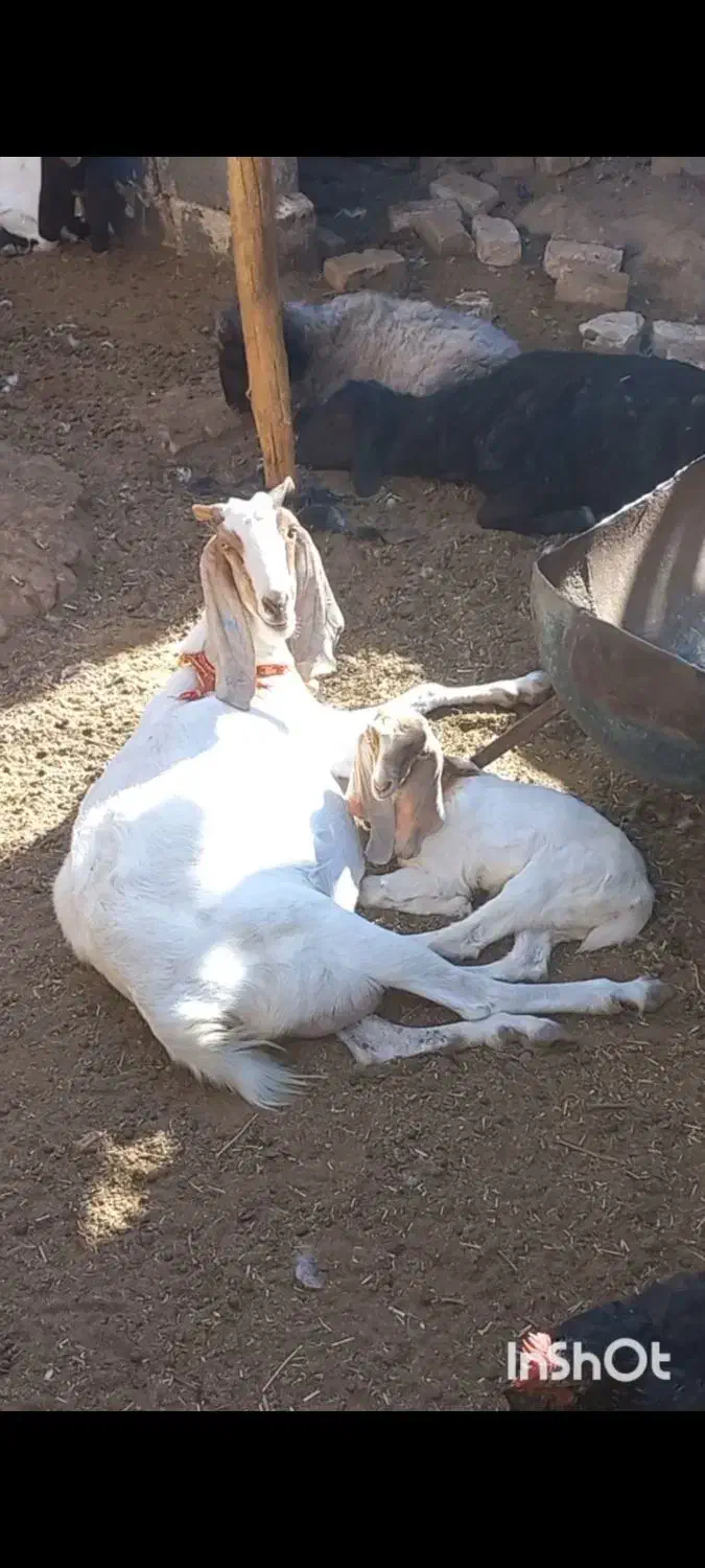 بز پاکستانی شیرا با بزغاله ماده|حیوانات مزرعه|کاشمر, |دیوار