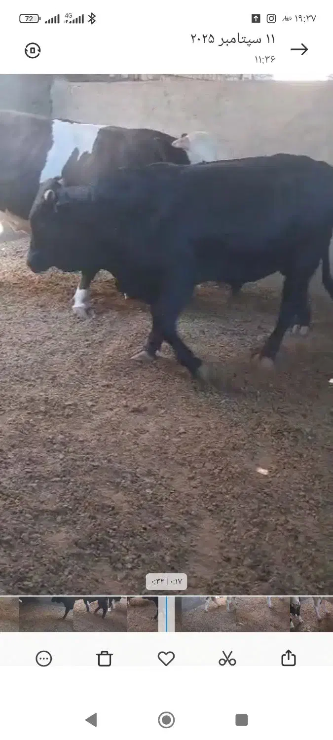 بره چاق وبره لاغر پرواری گوساله وگوشت|حیوانات مزرعه|جعفرآباد, |دیوار