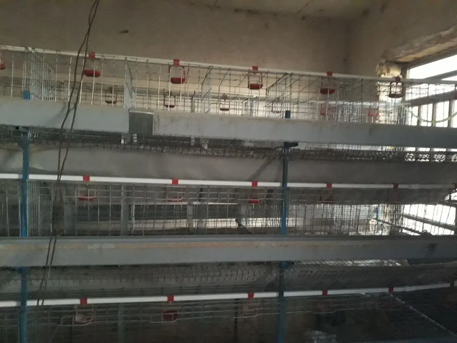 قفس مرغ تخمگذار|لوازم جانبی حیوانات|درگزین, |دیوار