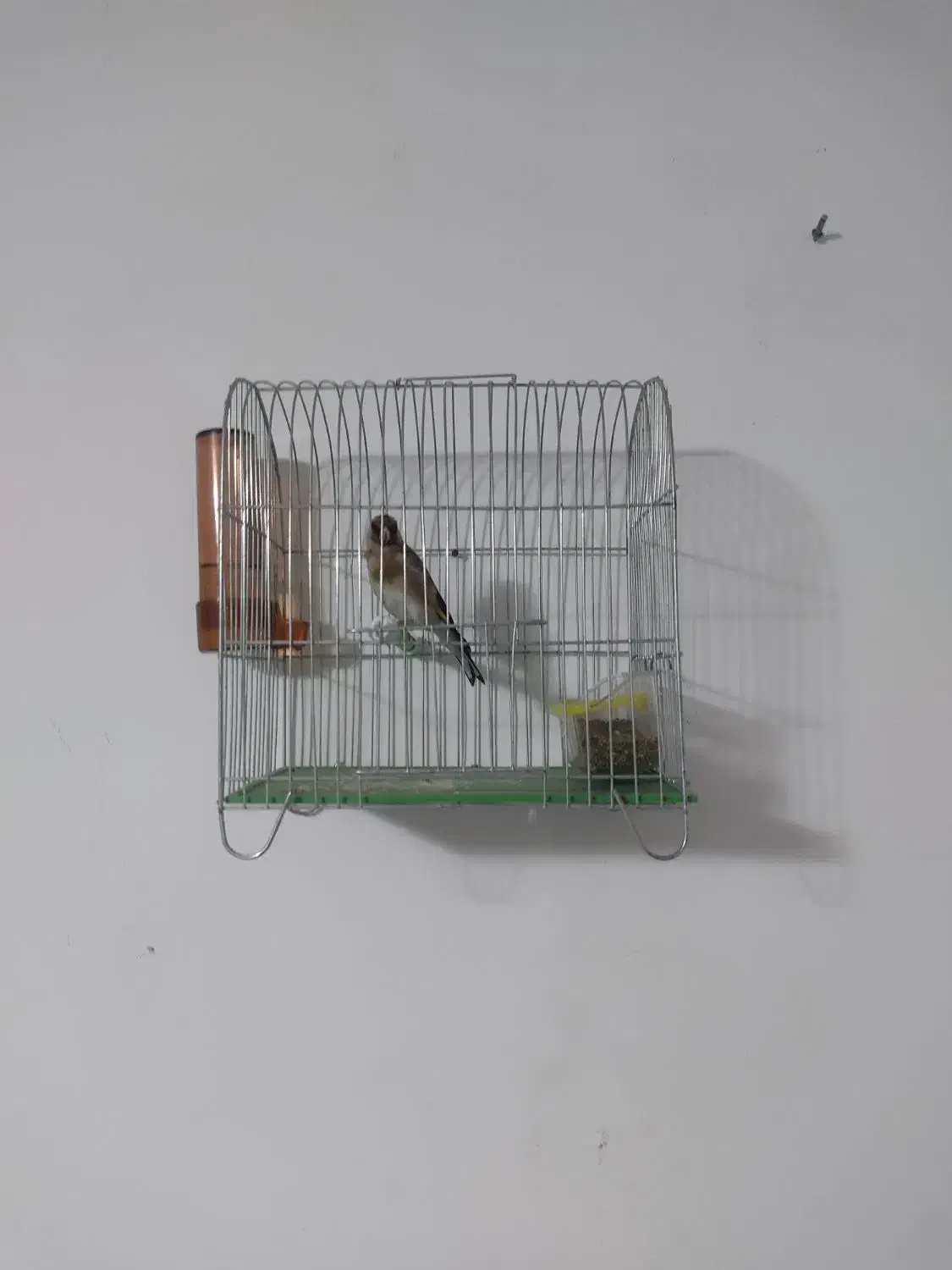 سهره  جوجه قفس|پرنده|کرمانشاه, |دیوار