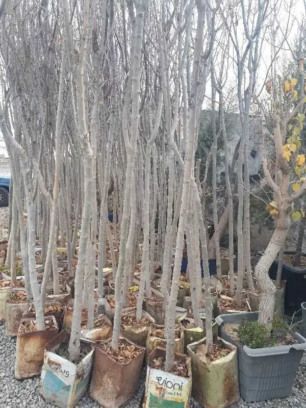 درخت|گل و گیاه طبیعی|احمدآبادمستوفی, |دیوار