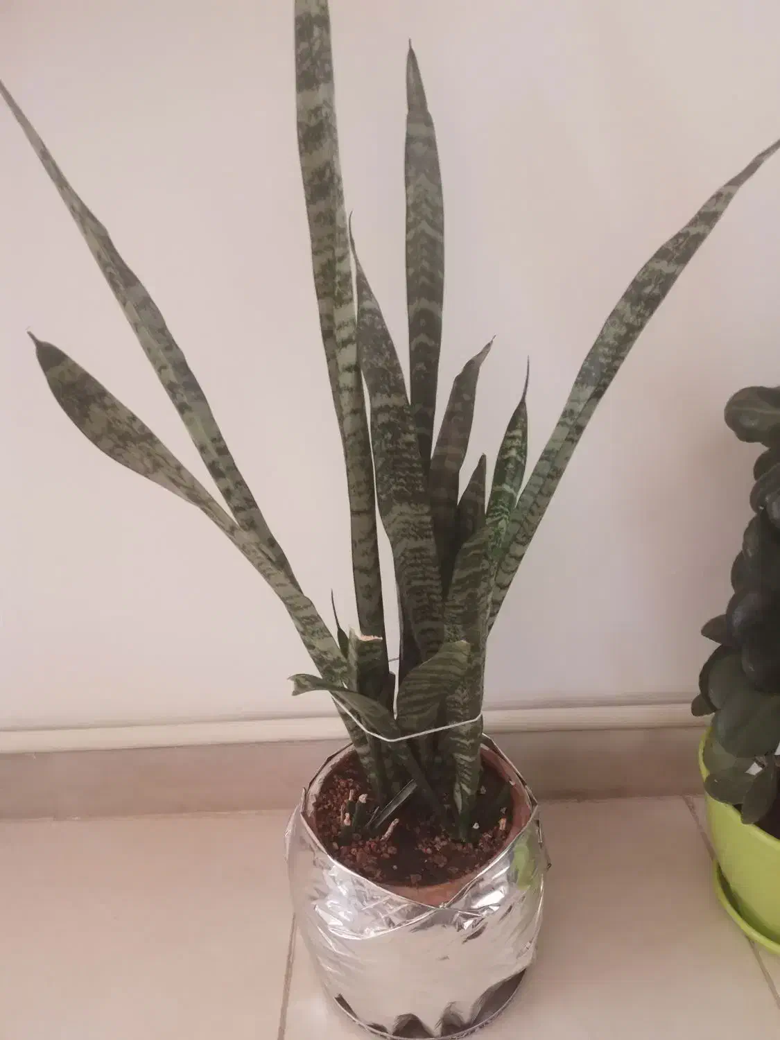 انواع گل با قیمت مناسب|گل و گیاه طبیعی|هشتگرد, فاز ۲ مهستان|دیوار