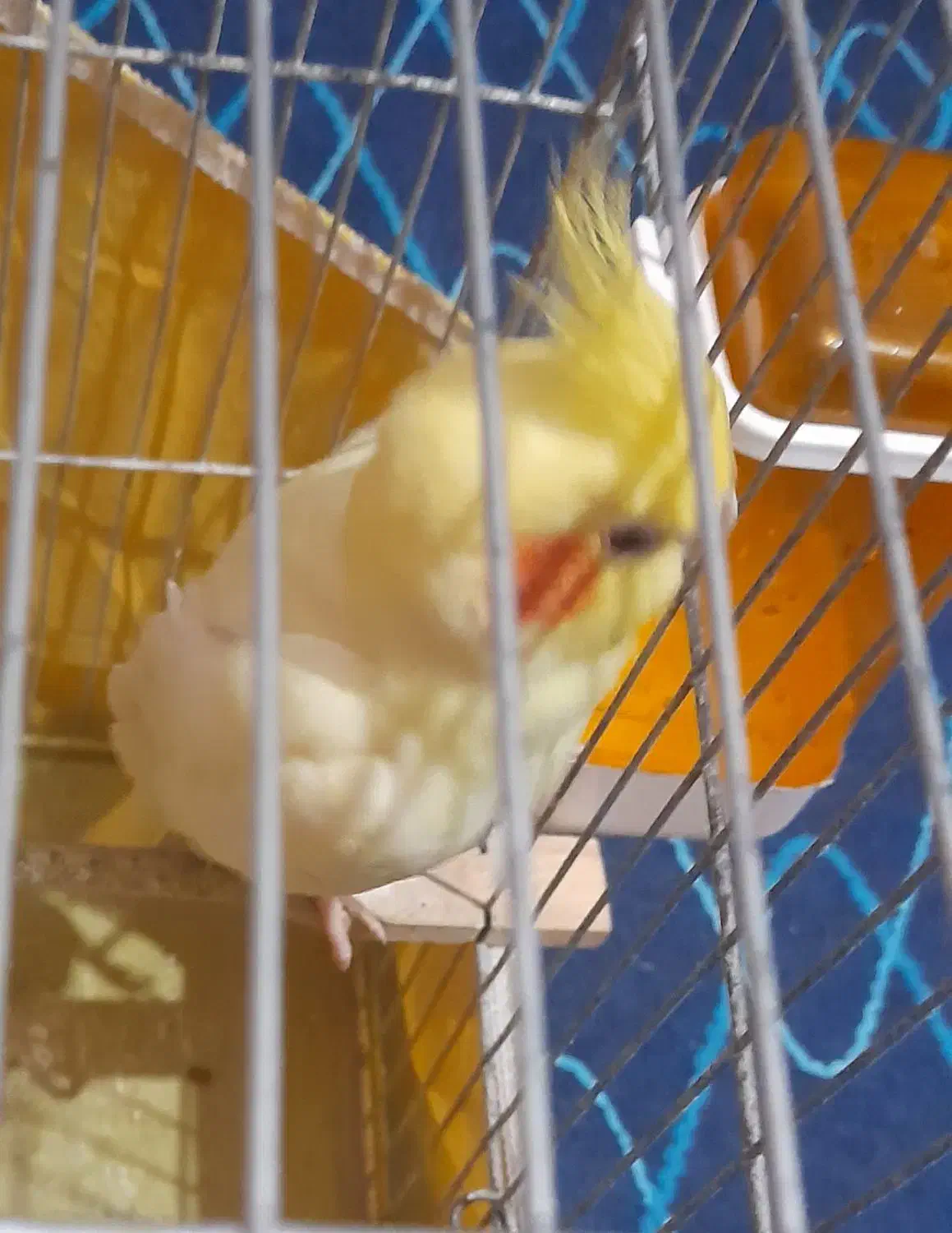 عروس هلندی ماده|پرنده|ماسال, |دیوار