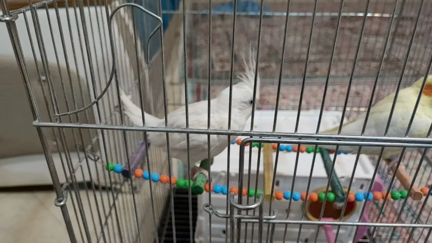 عروس هلندی|پرنده|شهرکرد, |دیوار