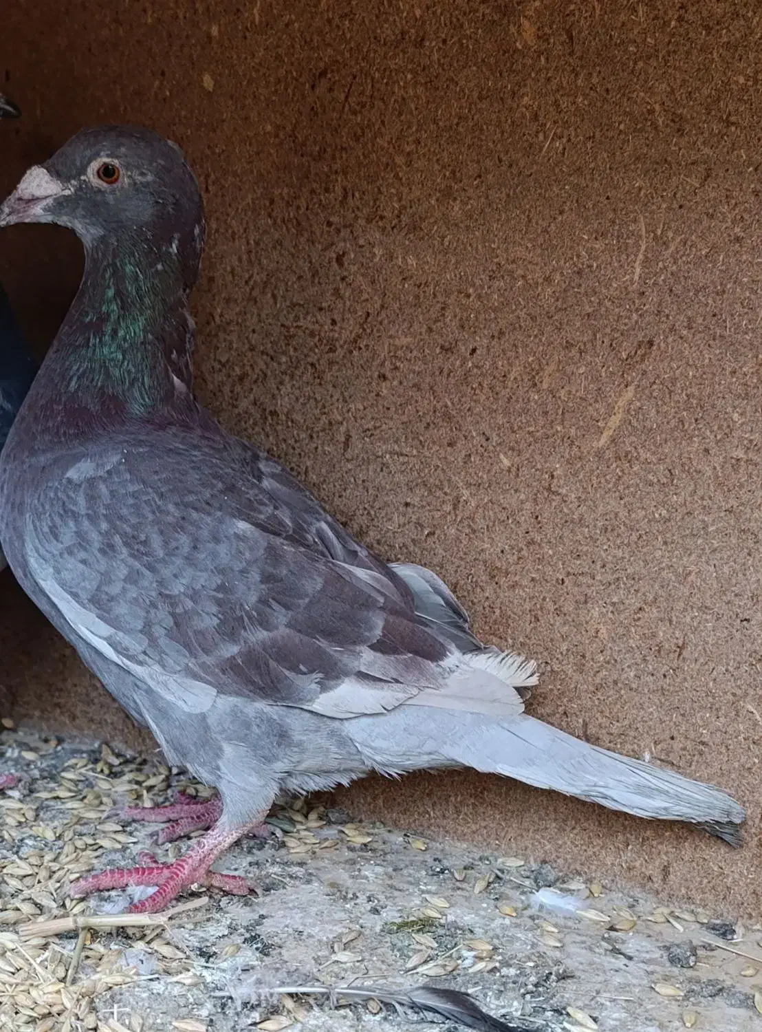 پلاکی|پرنده|گلپایگان, |دیوار