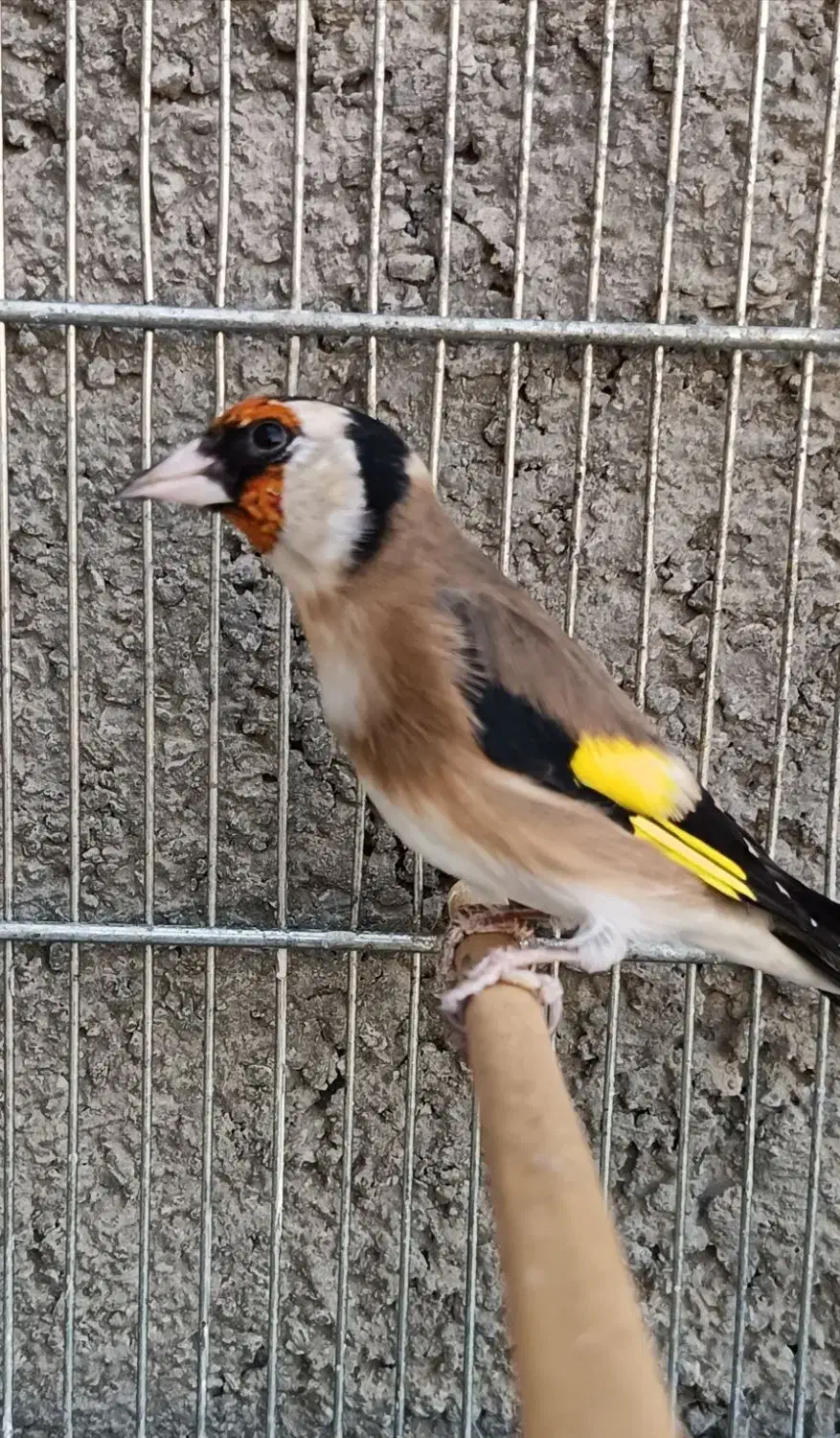 سهره نامبروان.. جفتی هر رنگ قناری|پرنده|فردیس, طالقانی|دیوار