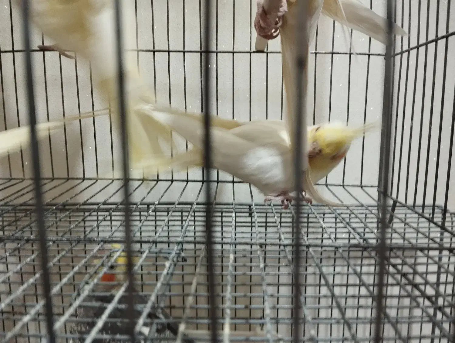 عروس لوتینو جفت|پرنده|تبریز, |دیوار