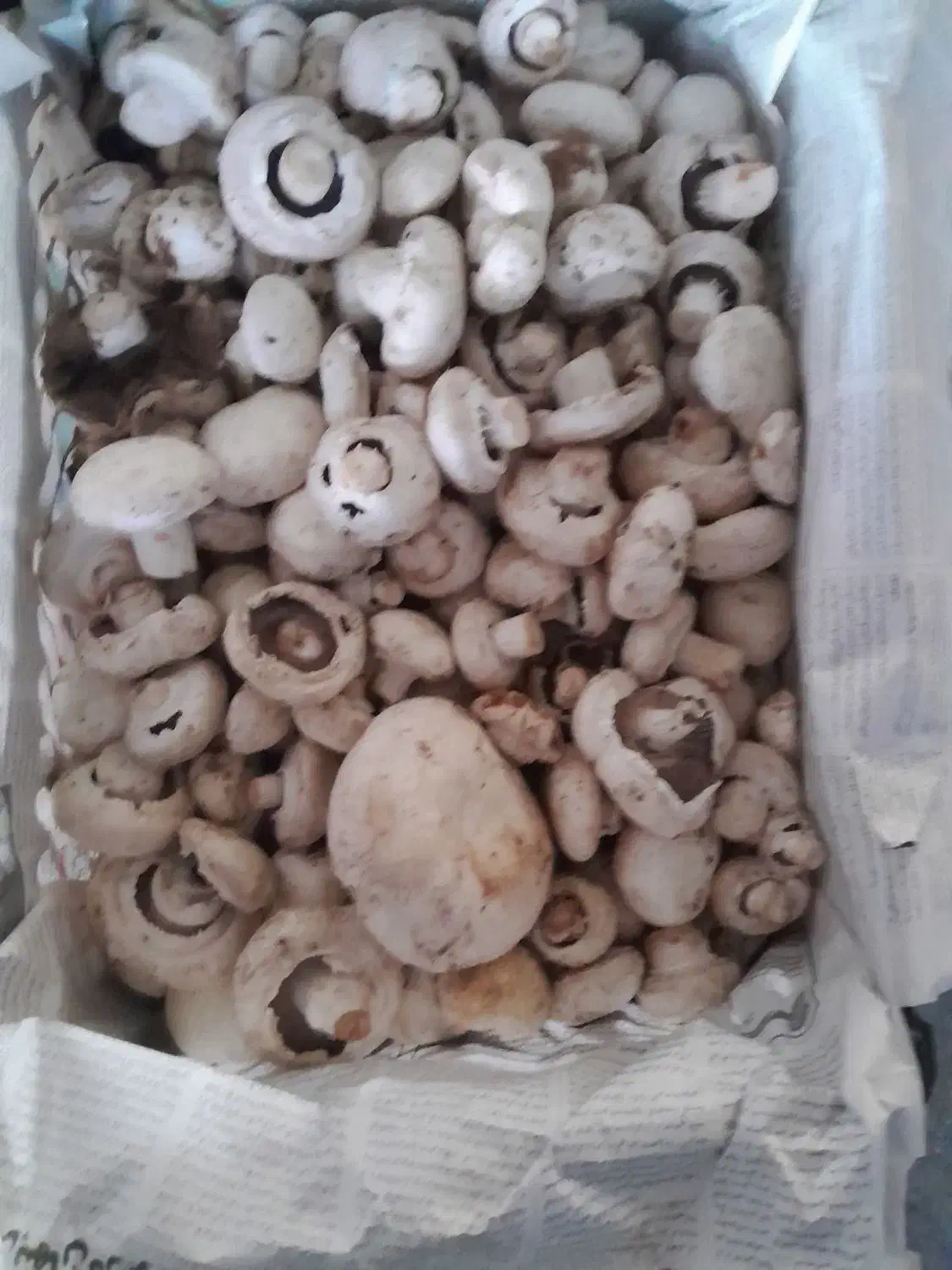 فروش قارچ درجه ۲|عمده‌فروشی|اصفهان, کشاورزی|دیوار