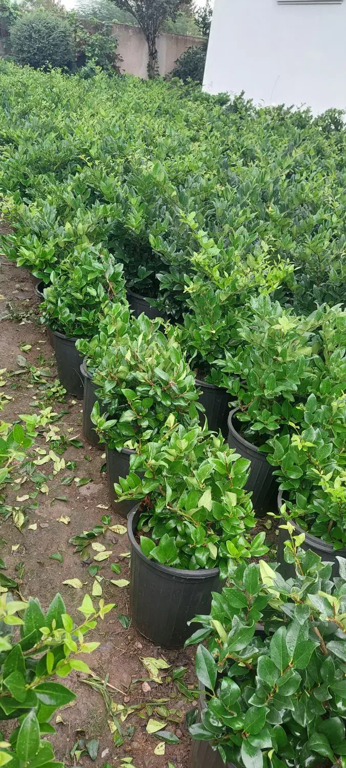 یاس هلندی سطل ۱۲ قیچی خورده|گل و گیاه طبیعی|چابکسر, |دیوار