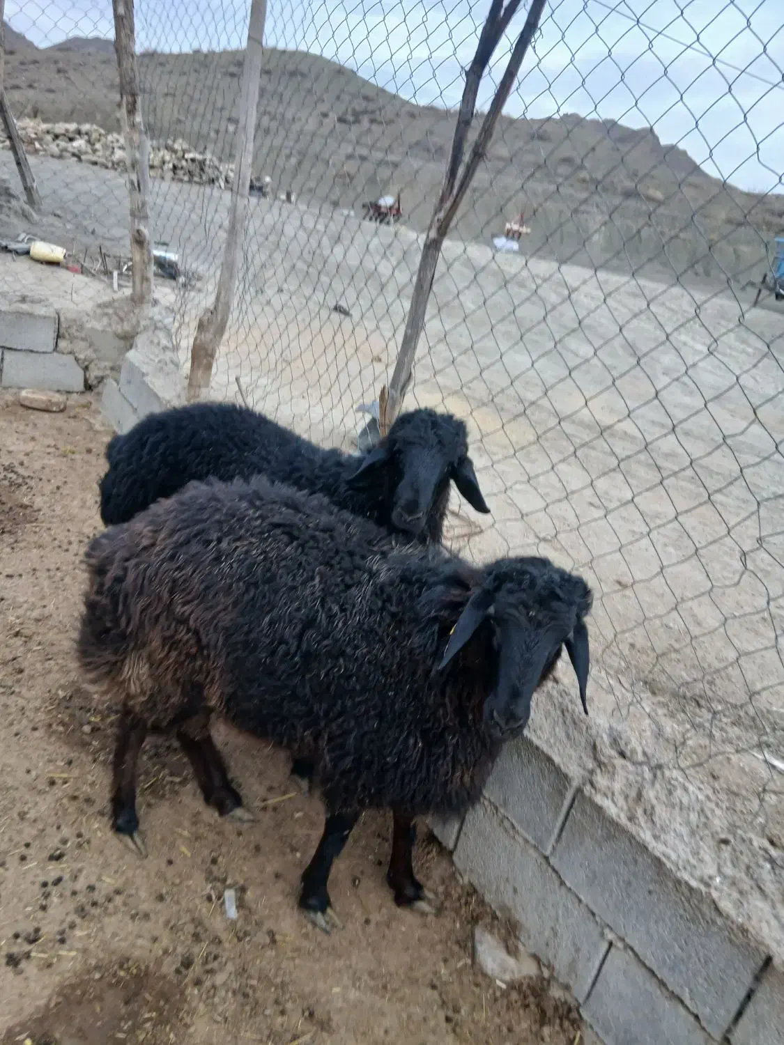 بره نر همو|حیوانات مزرعه|گرمخان, |دیوار