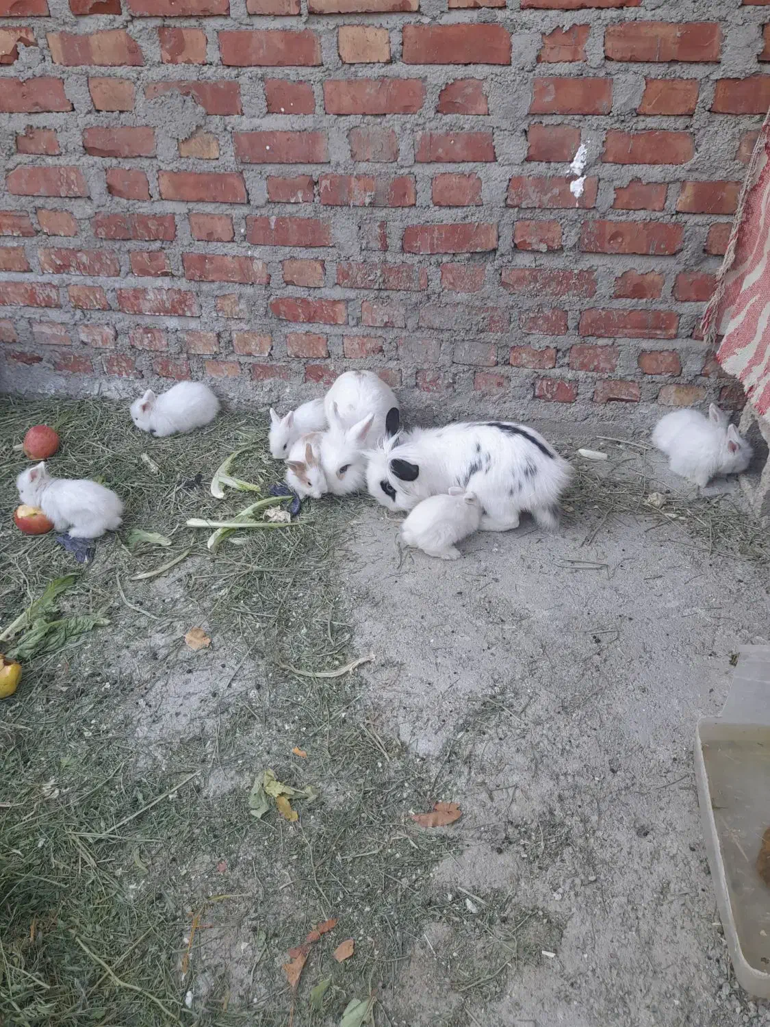 فروش خرگوش|موش و خرگوش|بوکان, |دیوار