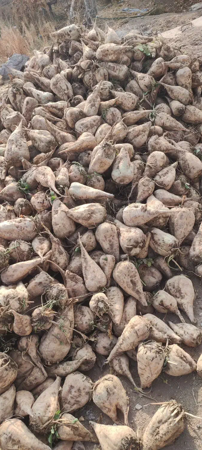 چغندر قند|حیوانات مزرعه|بشاریات, |دیوار