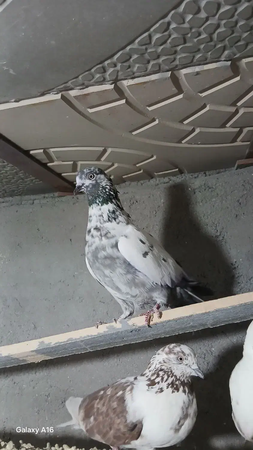 چند تا کبوتر خوب|پرنده|باغ حلی, |دیوار