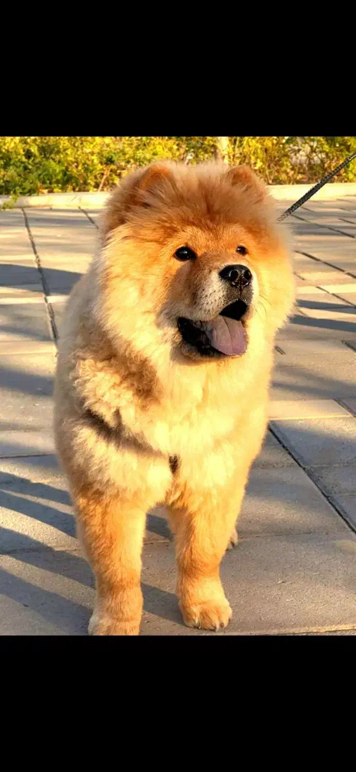 چاو چاو شاه توله|سگ|تهران, شهران جنوبی|دیوار