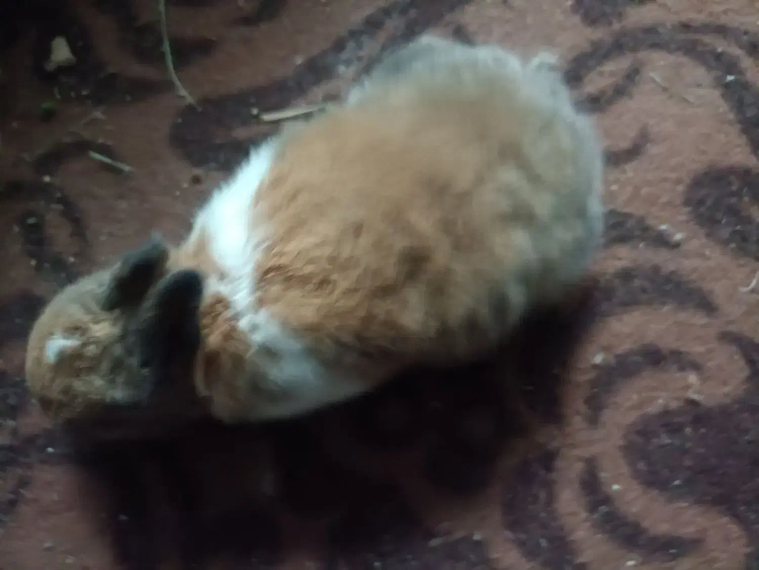 خرگوش فروشی|موش و خرگوش|بندر ماهشهر, |دیوار