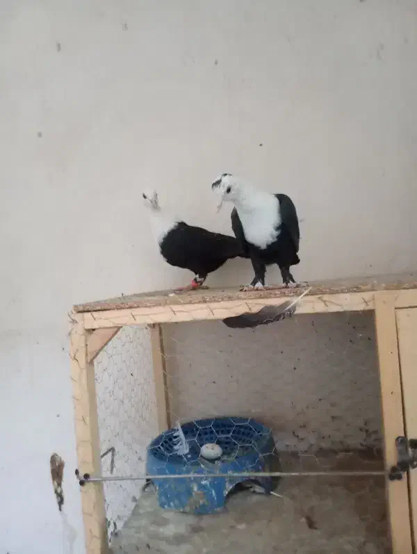 کلاغ کربلایی|پرنده|مشهد, شهرک شیرین|دیوار