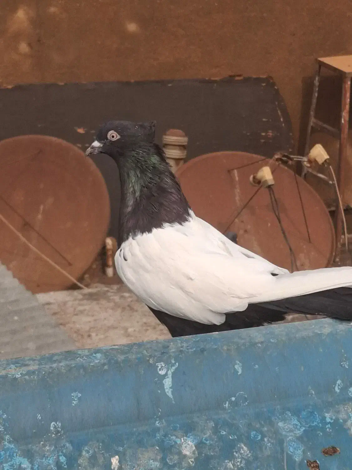 سینه سیاه|پرنده|کارون, |دیوار