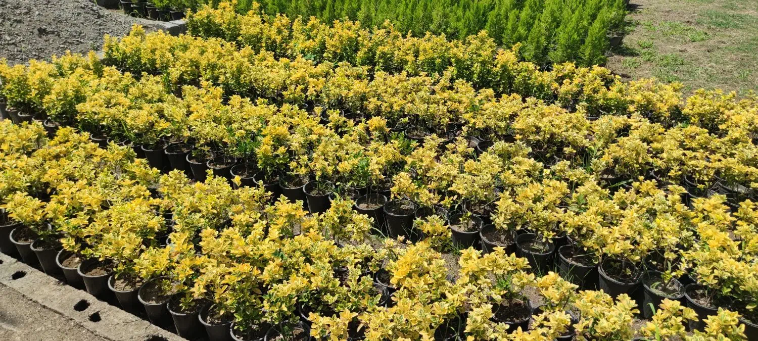 شمشاد طلایی گلدان 3/۵|گل و گیاه طبیعی|چابکسر, |دیوار