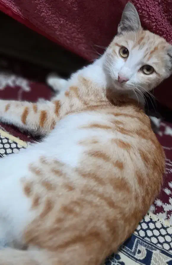 واگذاری گربه خانگی|گربه|رشت, آب و برق|دیوار