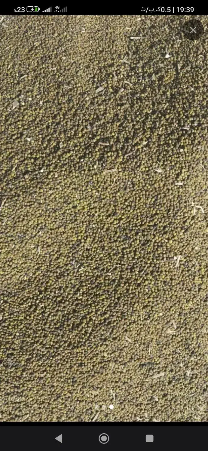 ماش درجه یک لری|خوردنی و آشامیدنی|چگنی, |دیوار