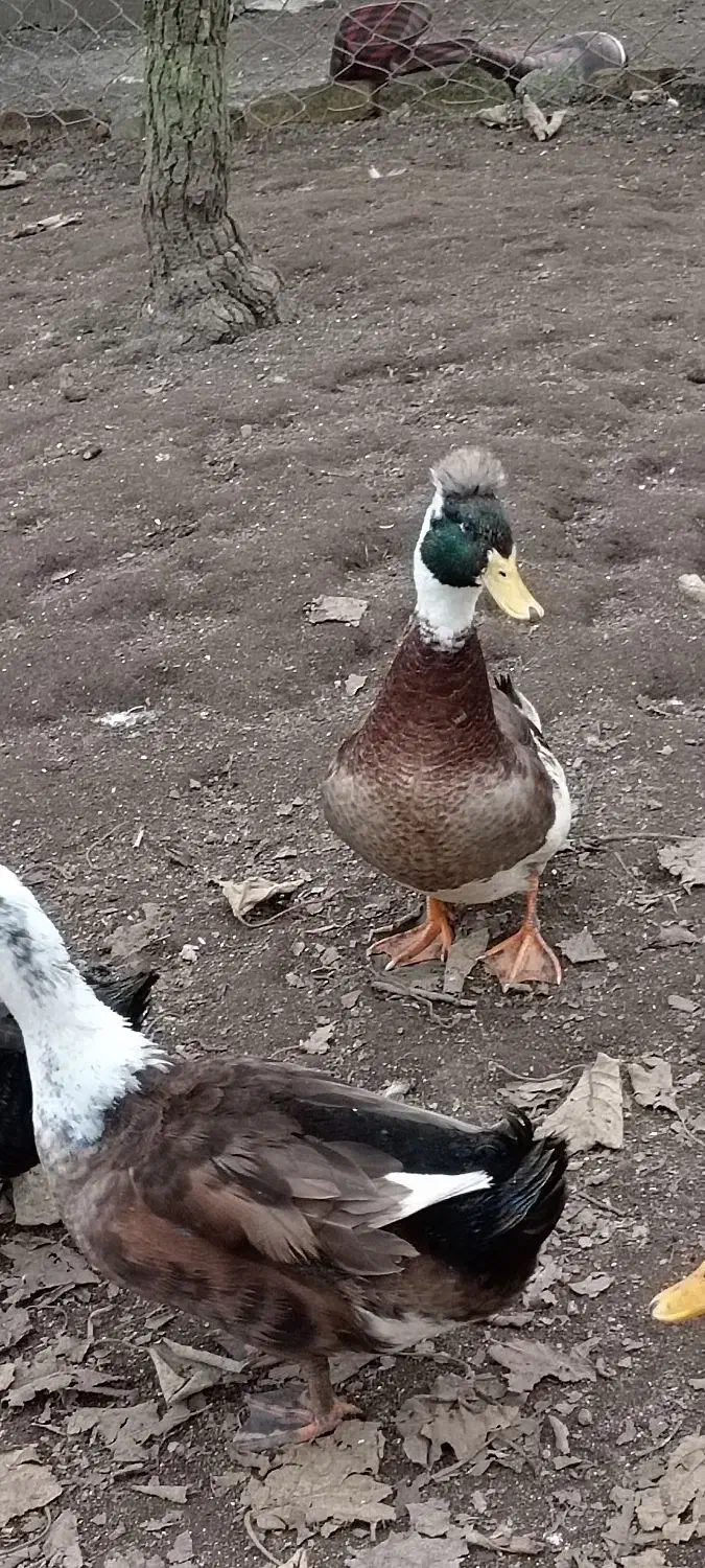 اردک نر کاکلی|حیوانات مزرعه|چوبر, |دیوار