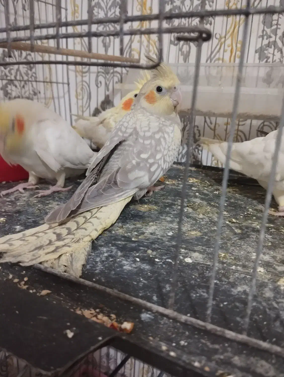 عروس هلندی لوتینو.طوسی.سینامون|پرنده|چهارباغ, |دیوار