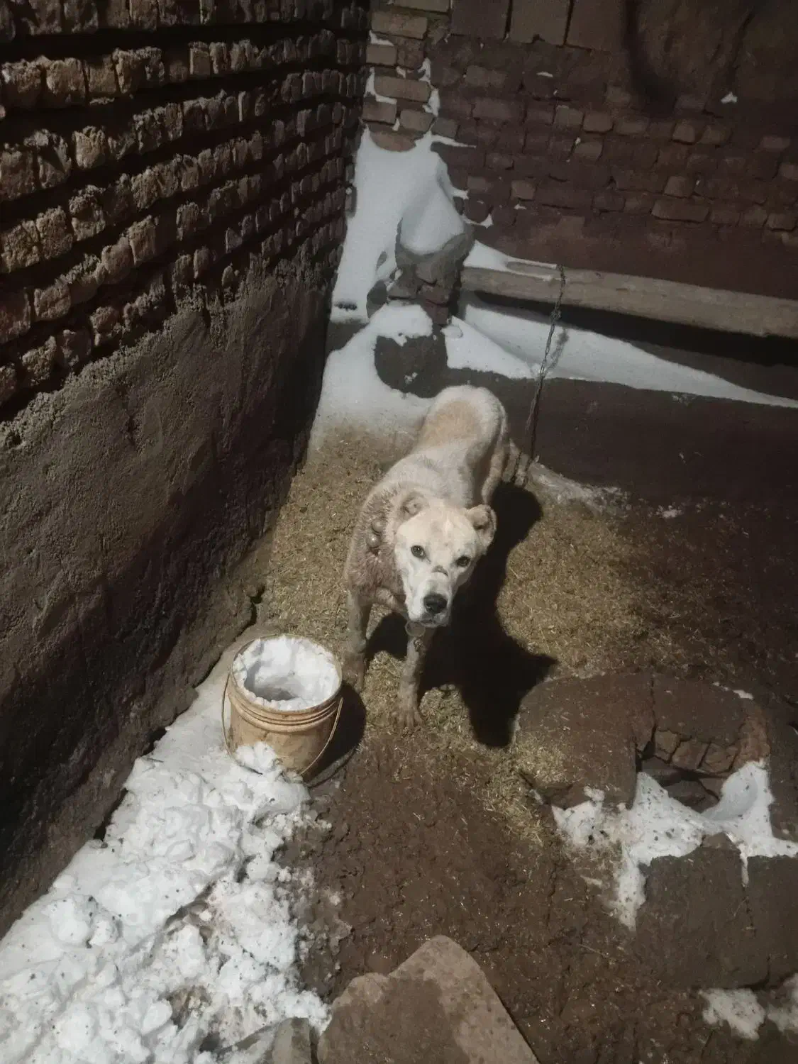 سگ ا|سگ|اسحاق آباد, |دیوار