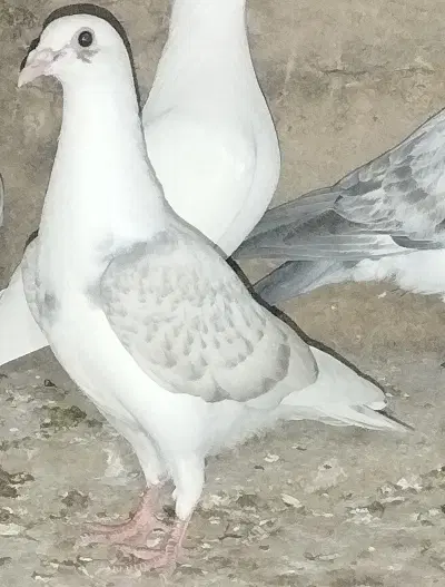 کبوتر|پرنده|شیبکوه (فارس), |دیوار