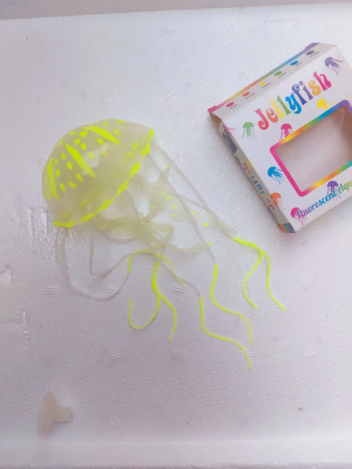 عروس دریایی ،آکواریوم|ماهی|زاهدان, |دیوار