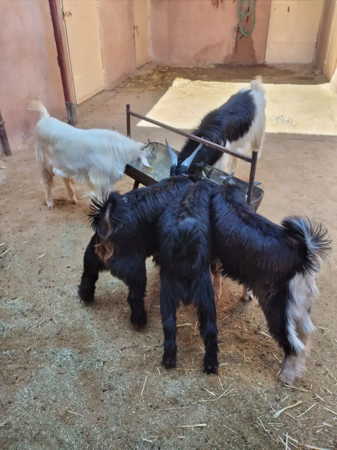 کهره نر در سروستان|حیوانات مزرعه|سروستان, |دیوار