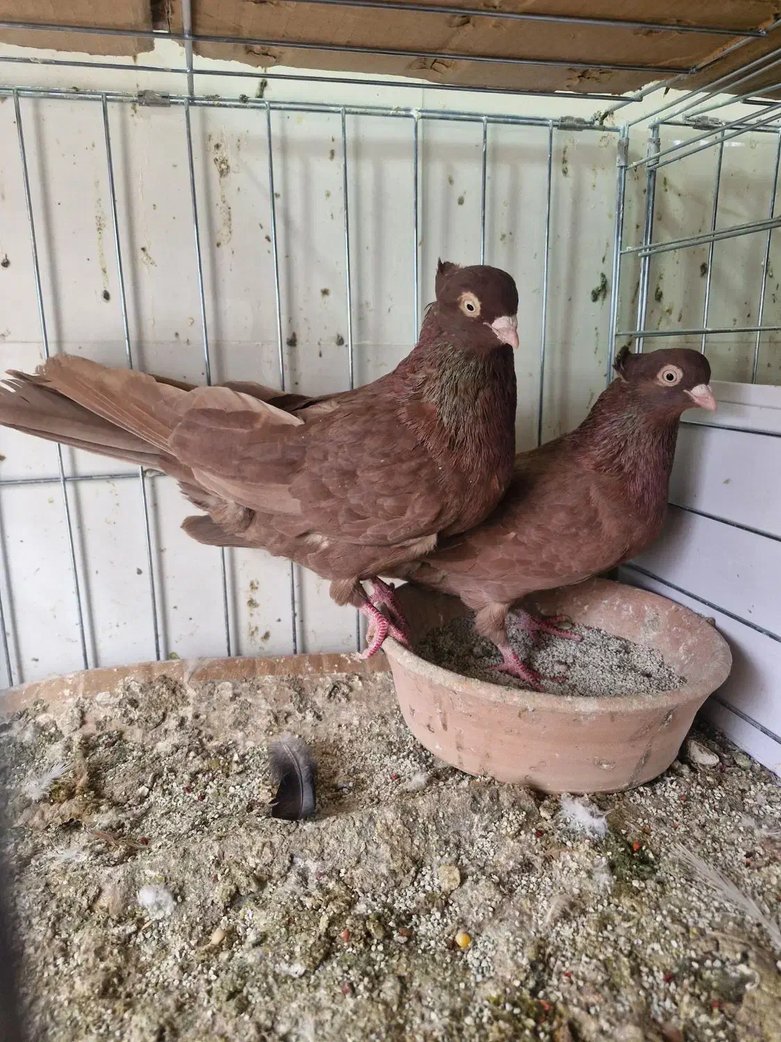 سرخ زاغ آبادانی|پرنده|شهرضا, |دیوار