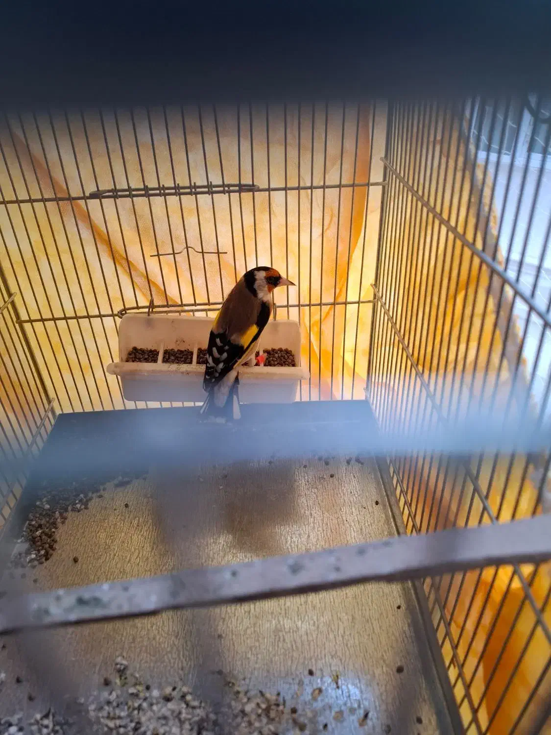 سهره جوجه سال نقاب قفل|پرنده|فردیس, قریشی|دیوار