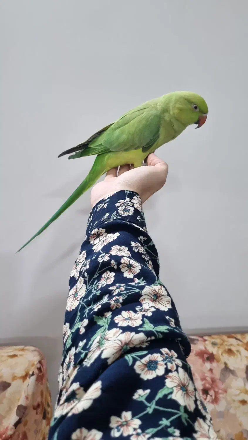 طوطی ملنگو|پرنده|پاکدشت, پاکدشت (مامازند)|دیوار