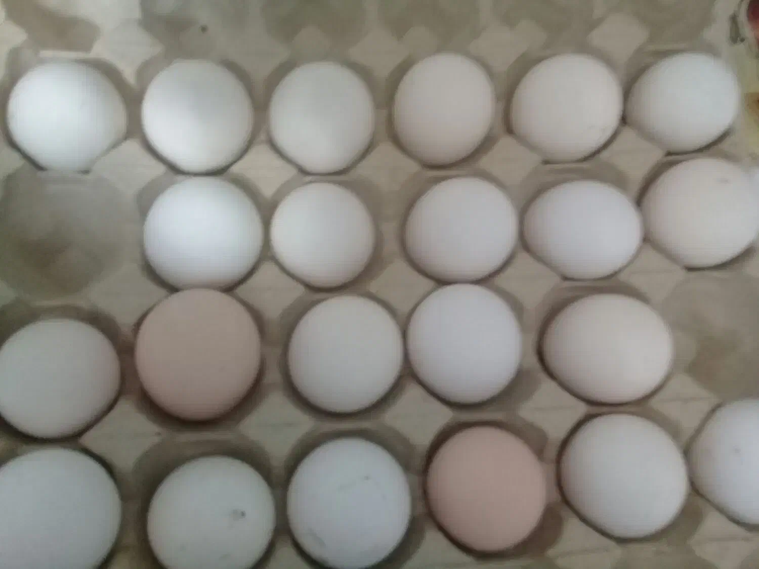 تخم مرغ گلین ریشو پنگونی و برهما لایت و برهما کوکو|حیوانات مزرعه|چالوس, |دیوار