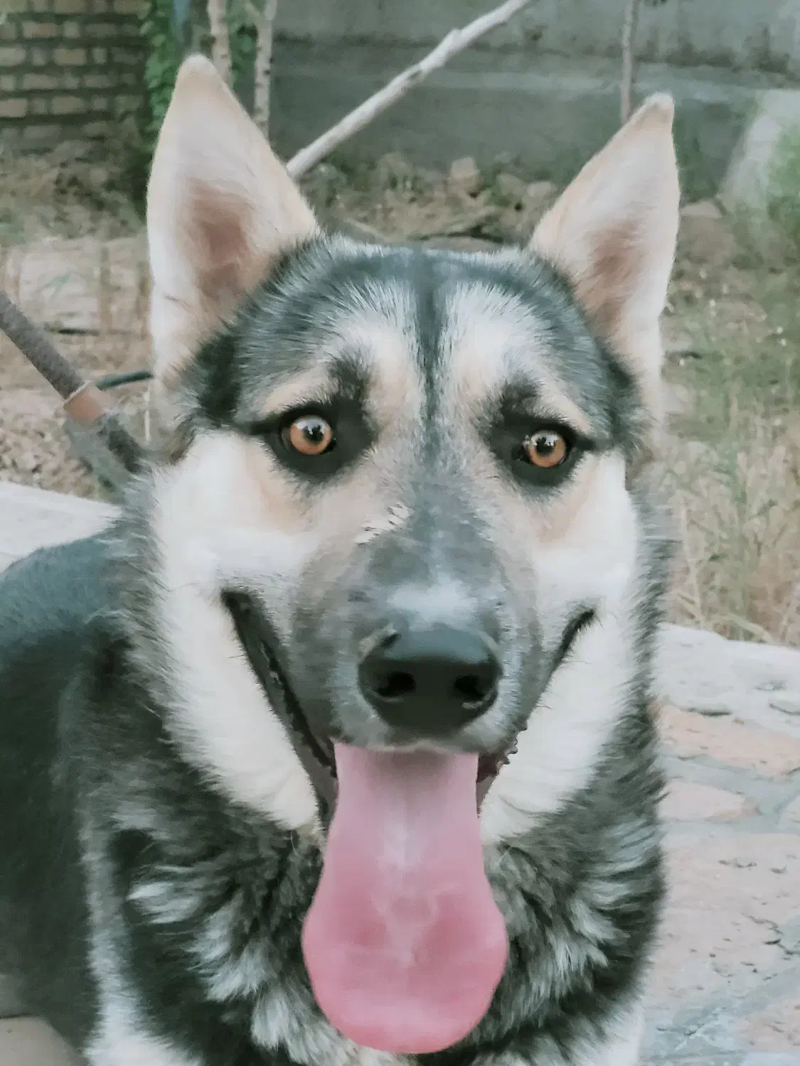 سگ ژرمن|سگ|تربت‌حیدریه, بالا ولایت|دیوار