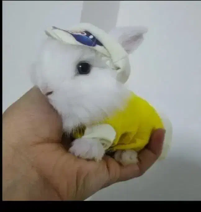 خرگوش های مینی لوپ عروسکی|موش و خرگوش|مشهد, چهاربرج|دیوار