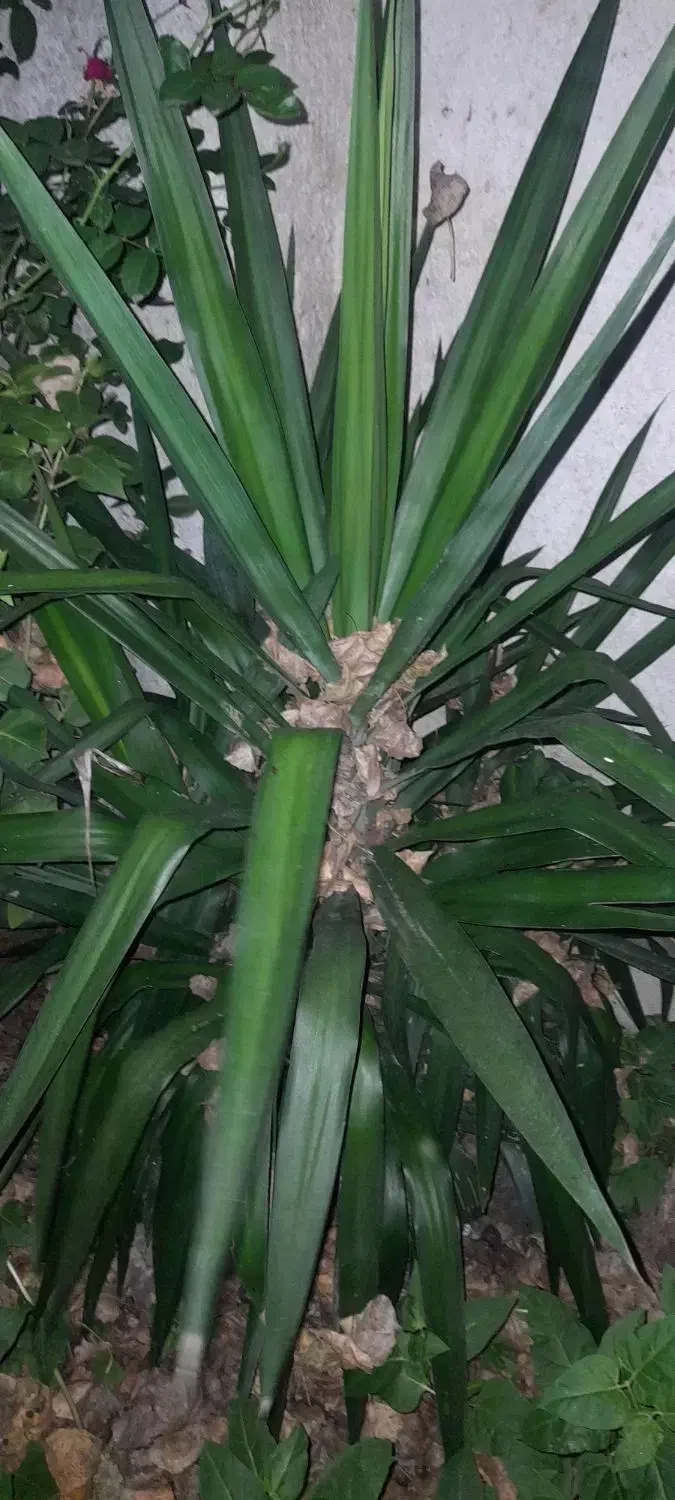 تعدادی گیاه یوگا و بابا آدم|گل و گیاه طبیعی|گتاب, |دیوار