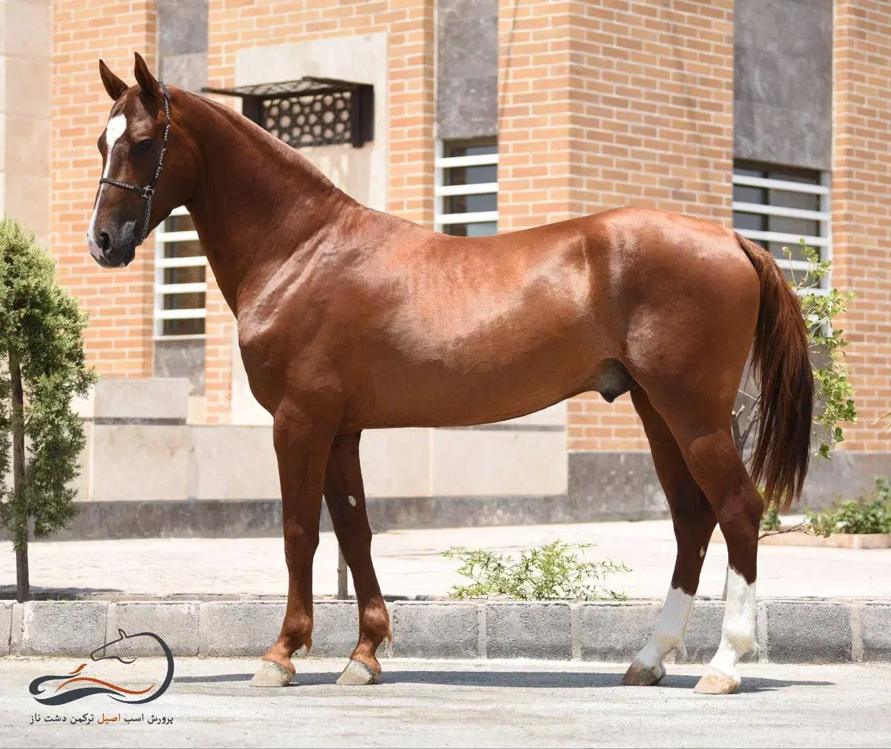 پانسیون اسب|اسب و تجهیزات اسب‌سواری|ماهان, |دیوار