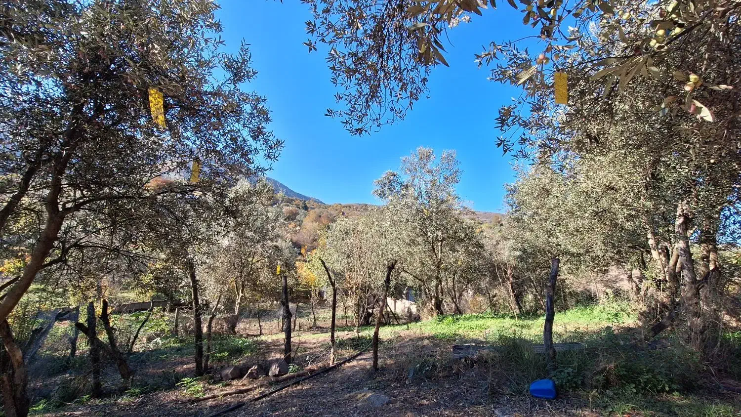 خانه باغ|فروش خانه و ویلا|توتکابن, |دیوار