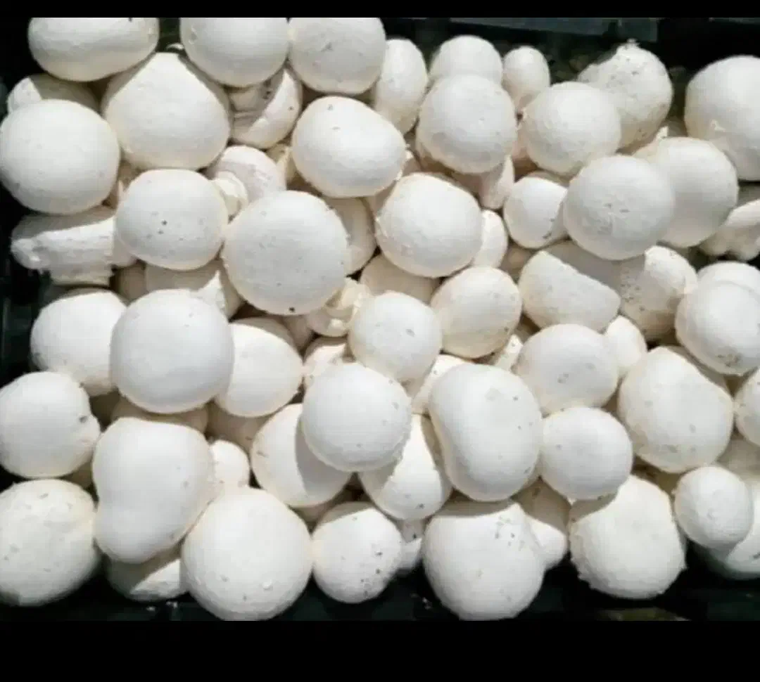 قارچ تازه...درجه ۱و۲و۳|خوردنی و آشامیدنی|هشتگرد, شهرک ایران خودرو|دیوار