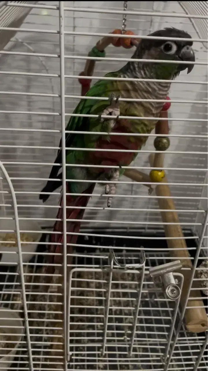 طوطی|پرنده|تهران, والفجر (افسریه)|دیوار