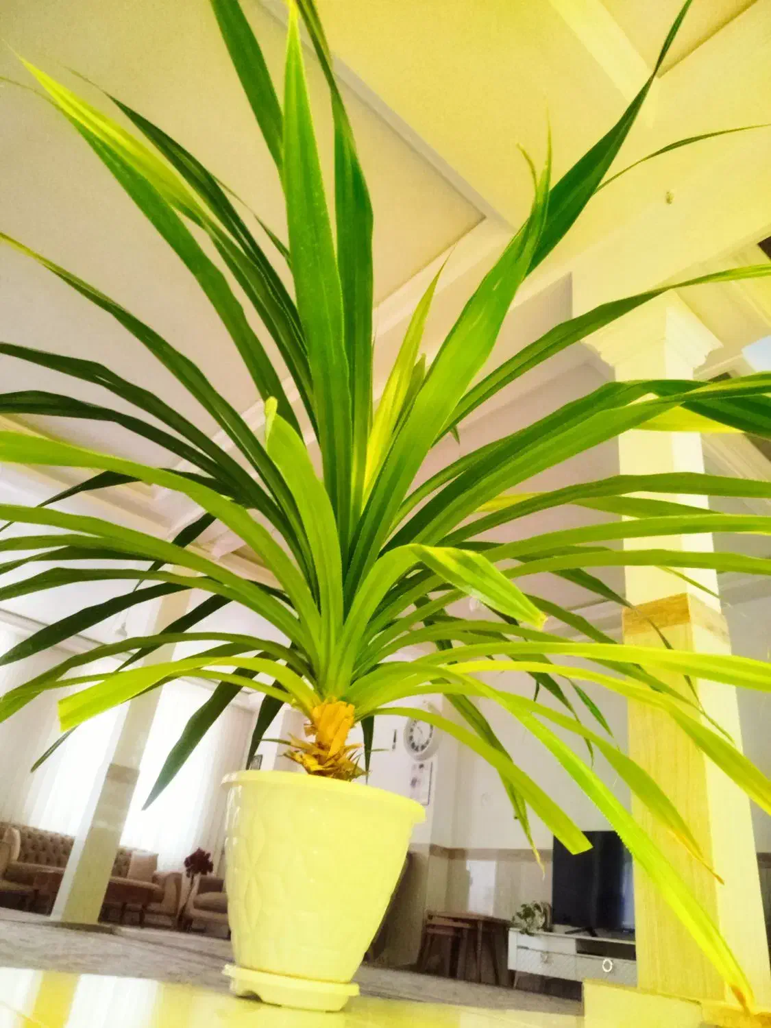 گل پاندانوس بزرگ|گل و گیاه طبیعی|شاهرود, |دیوار