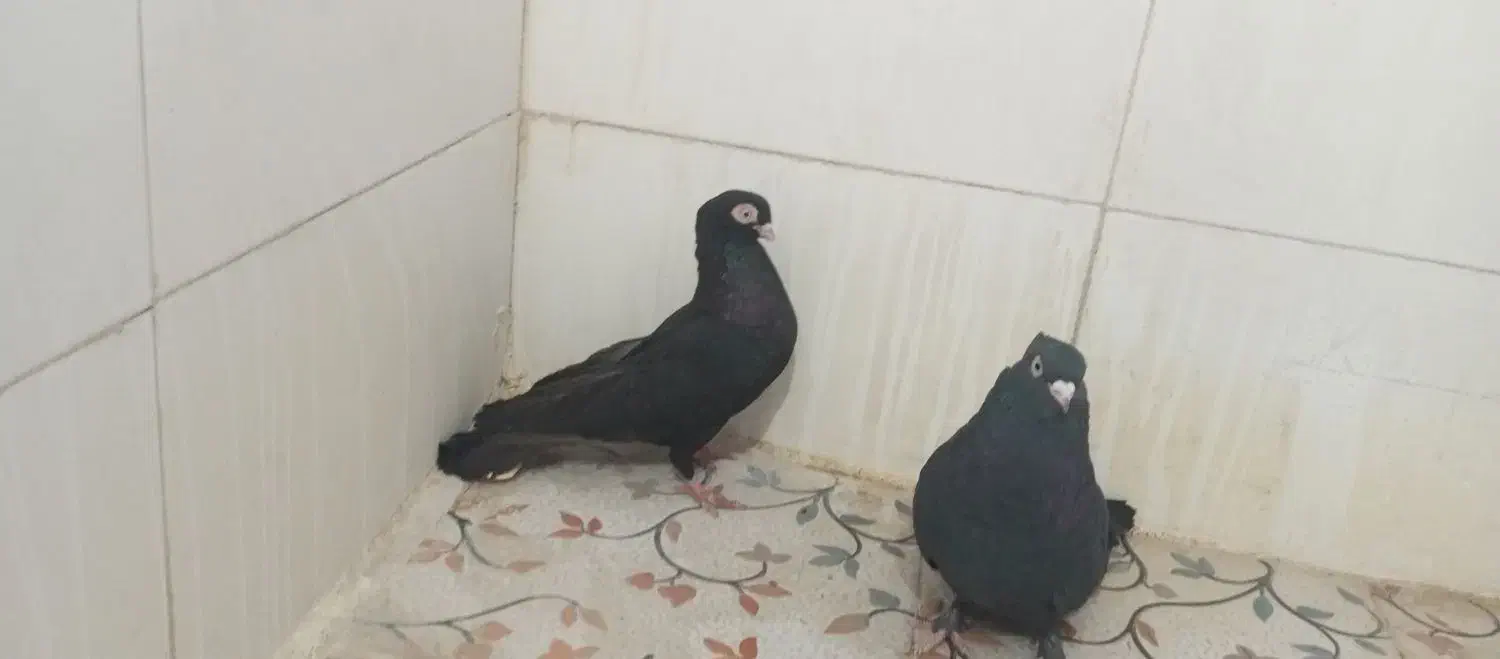 تعدادی کبوتر|پرنده|جیرفت, |دیوار