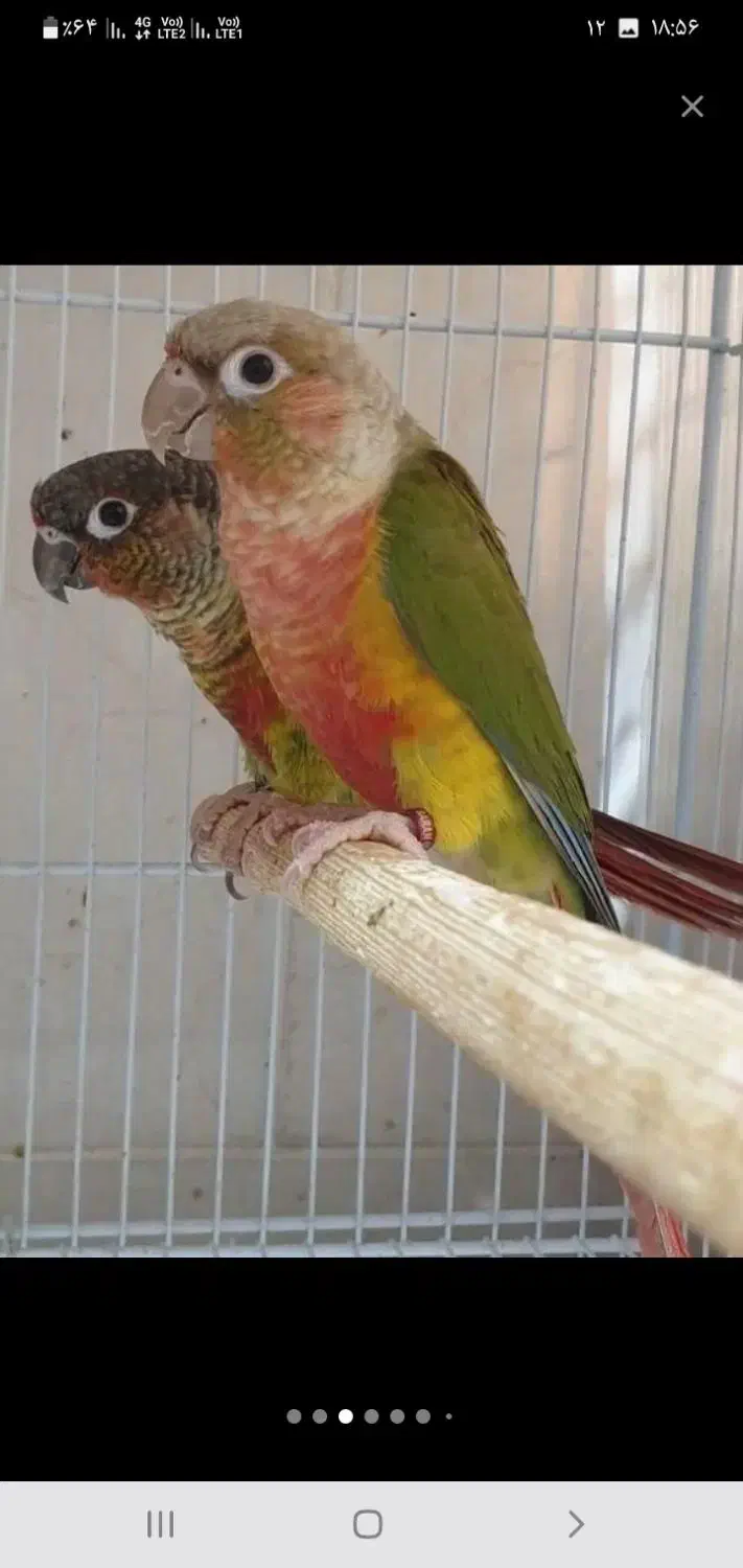 عروسهلندی نژادخاص.گیرینچیک جفت.شاه طوطی.|پرنده|اندیشه, شهرک مریم|دیوار