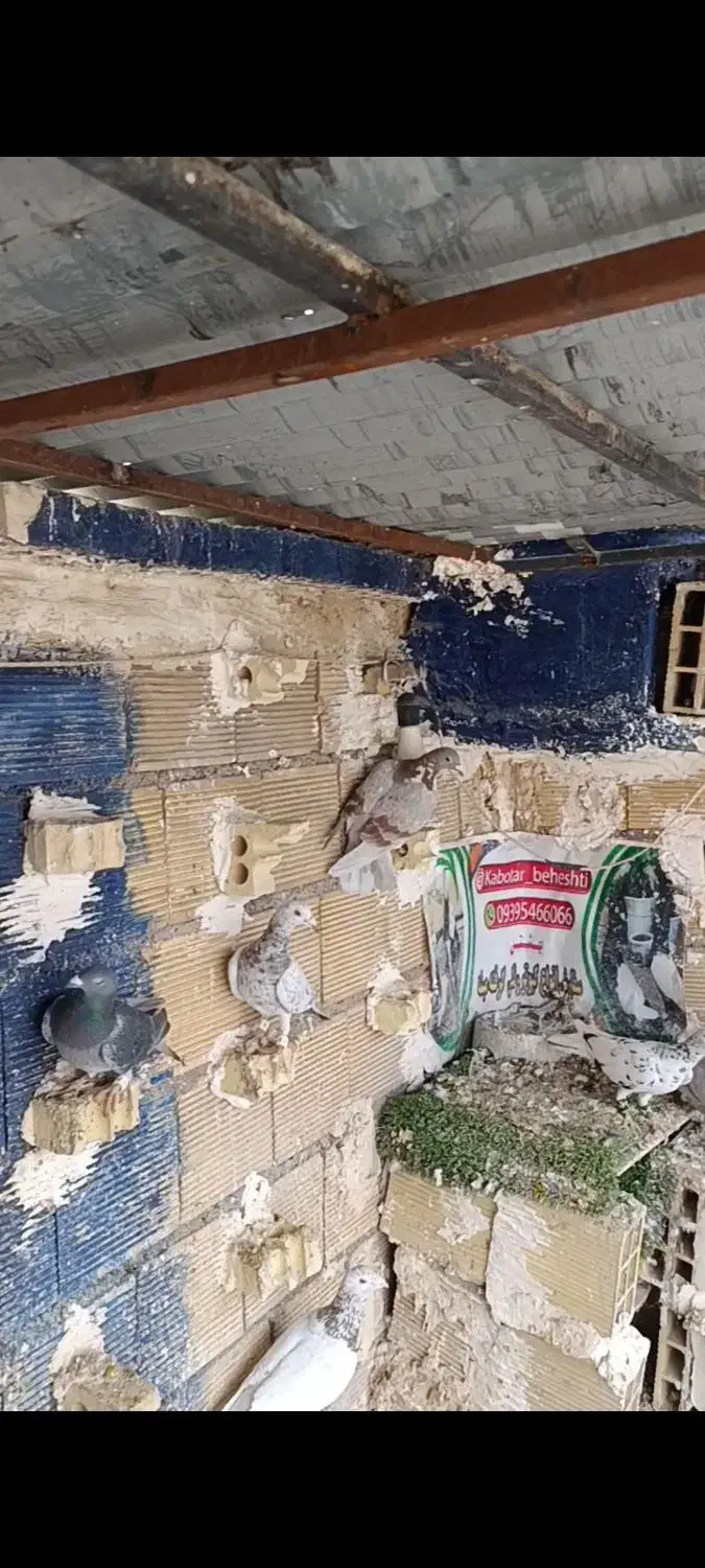 دورگ و پلاکی|پرنده|اهواز, امانیه|دیوار