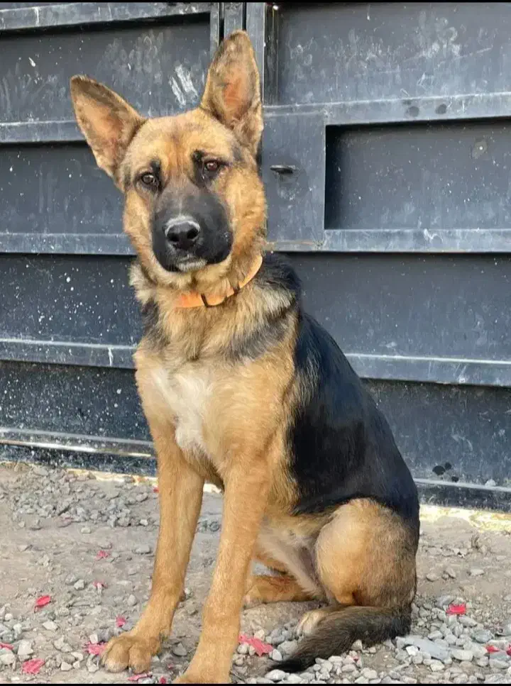 واگذاری سگ گرگی نگهبان|سگ|ملایر, |دیوار