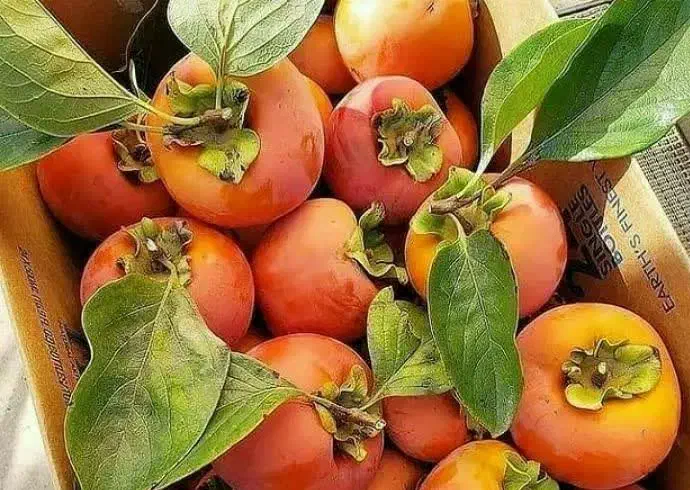 تولید و عرضه نهال خرمالو گوجه ای|خدمات باغبانی و درختکاری|خرمدره, |دیوار